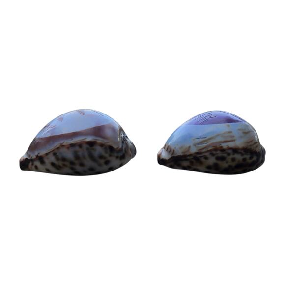 Carved Cowrie Shell Pair – Etched Birds Coastal Sea Shell Decor - Picture 6 of 7